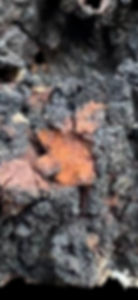 Thumbnail: Ultimate 10 Mushroom Culture Pack