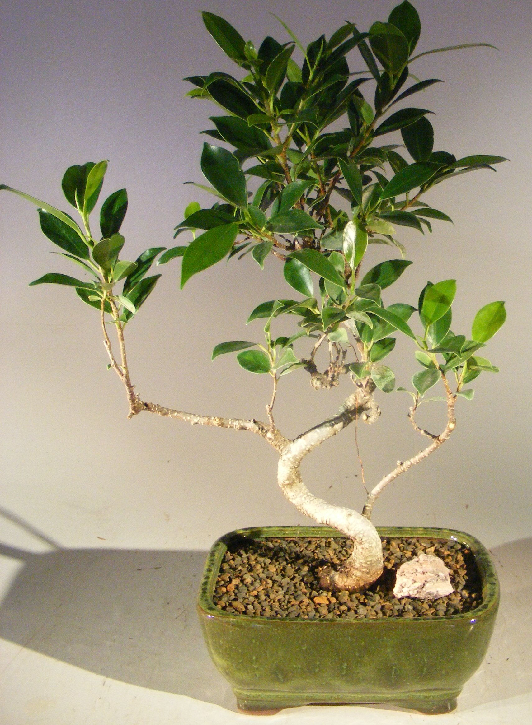 Ficus Retusa Bonsai Tree
