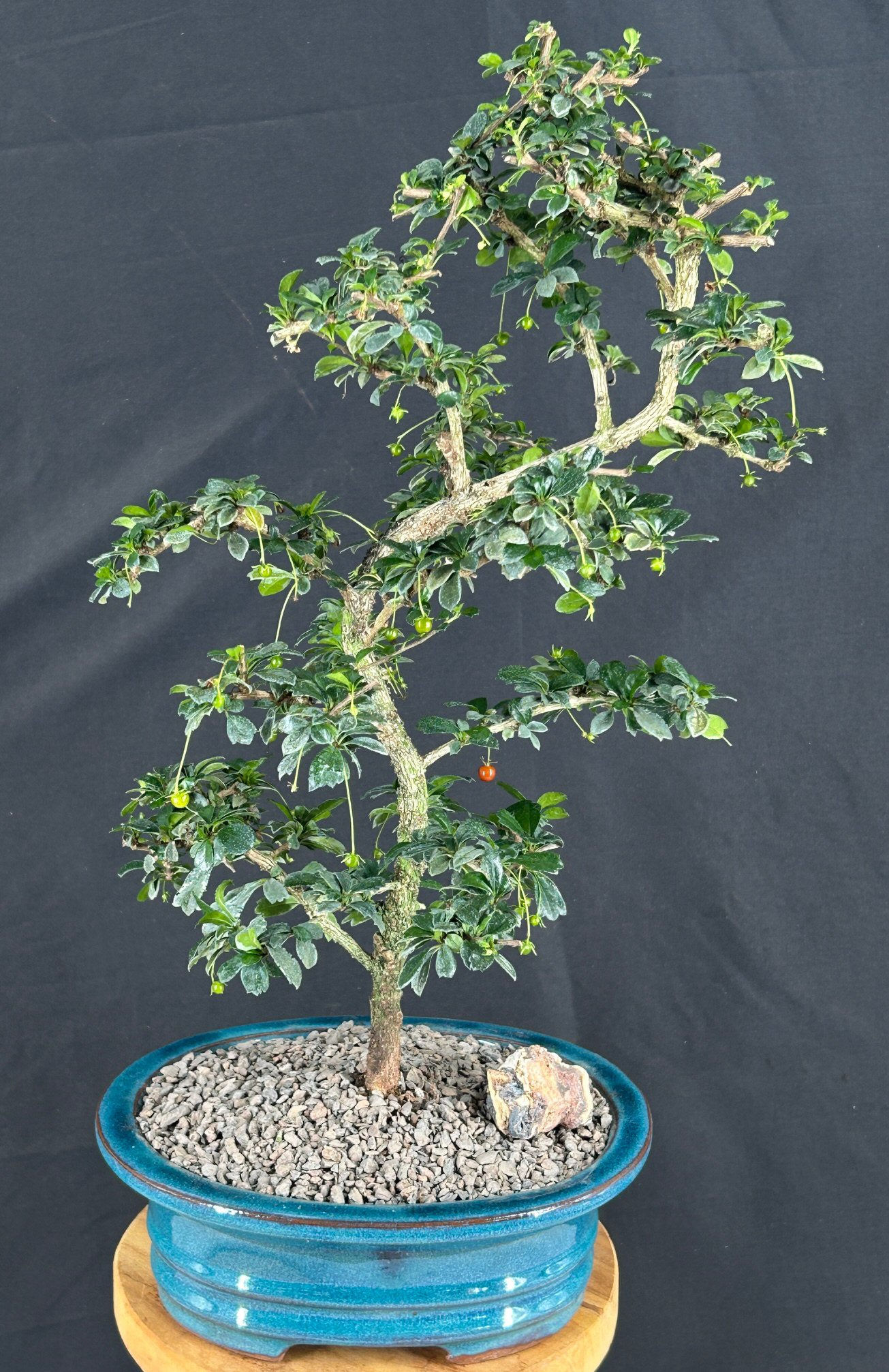 Flowering Small Leaf Fukien Tea Bonsai Tree