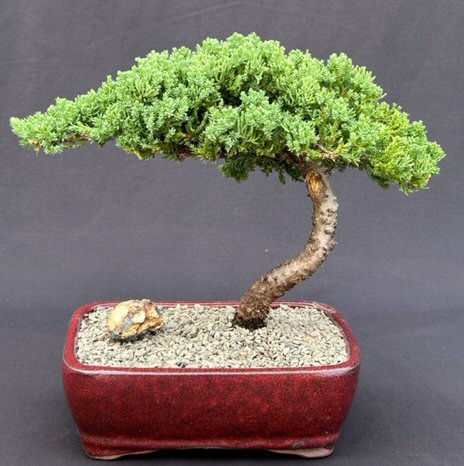 Juniper Bonsai Tree - Large