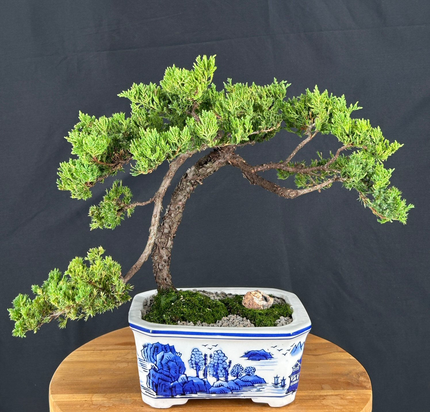 Juniper Bonsai Tree