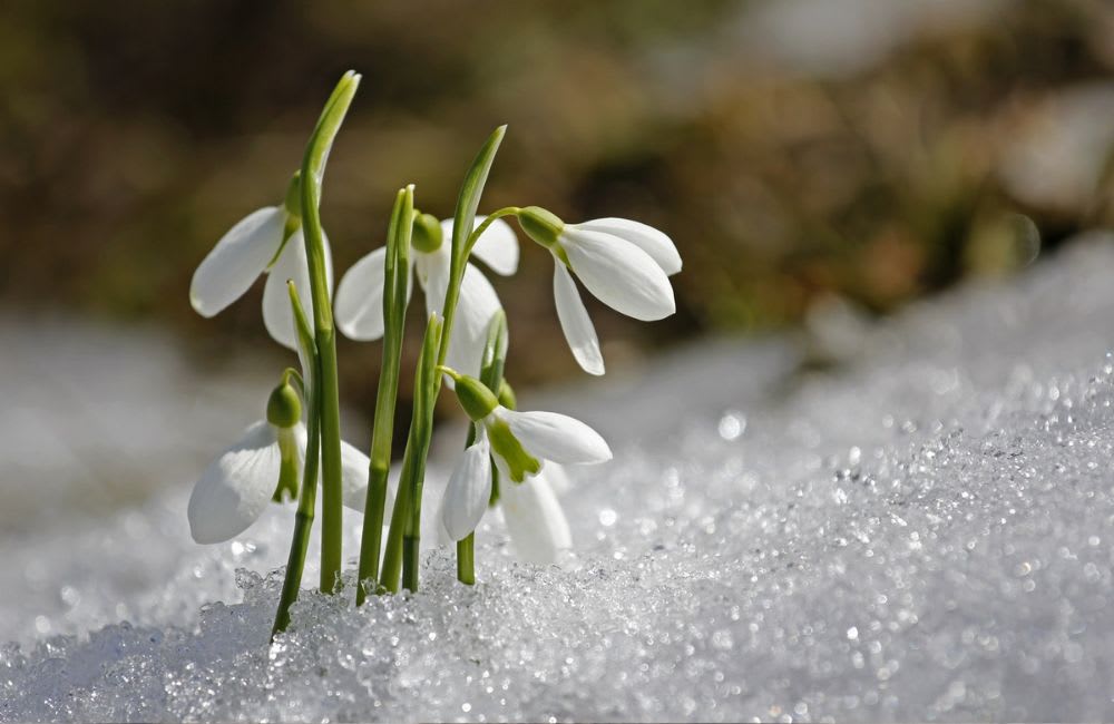 Managing Mood Changes: Winter to Spring Emotional Shifts