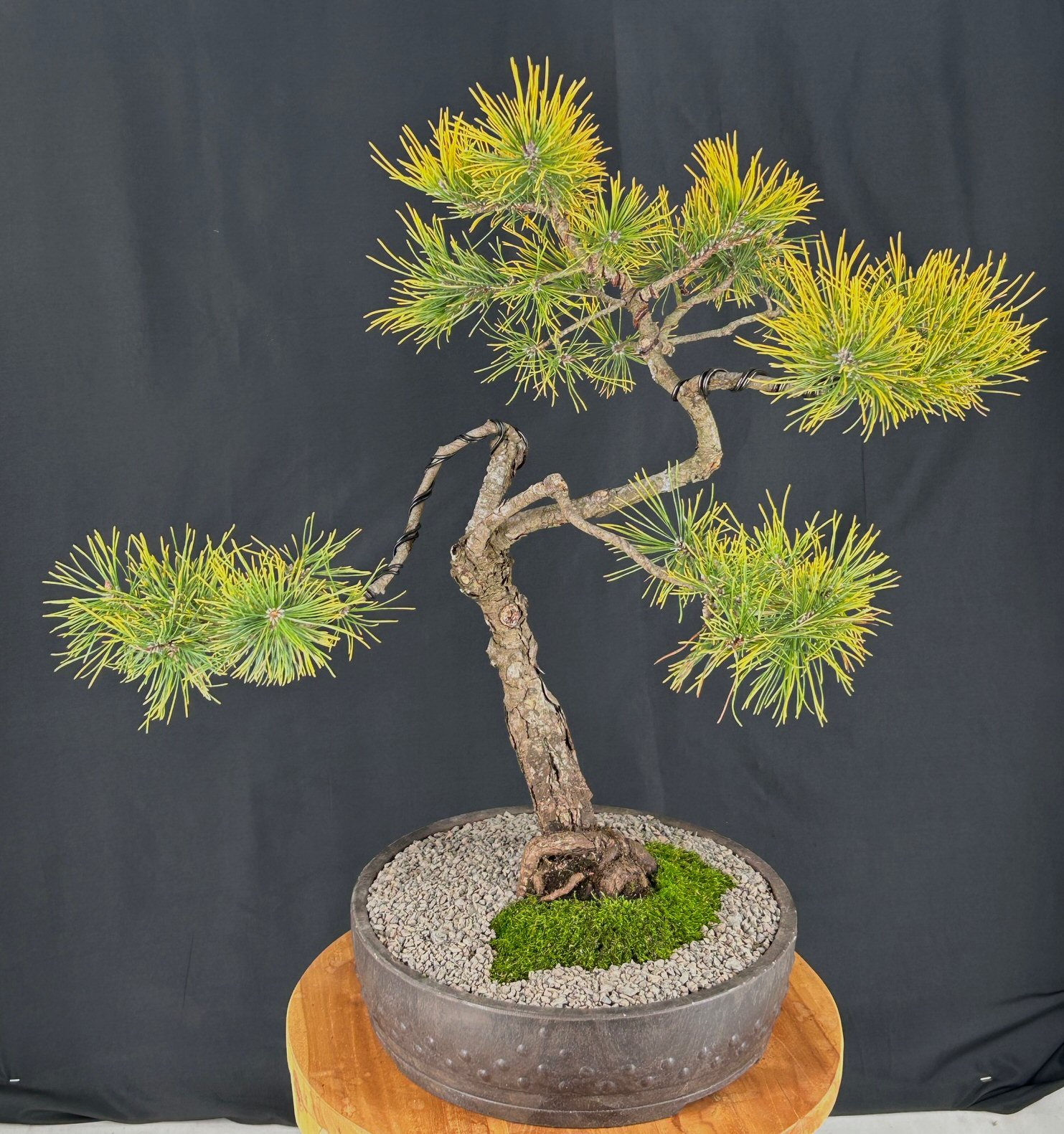 Dwarf Golden Mugo Pine Bonsai Tree