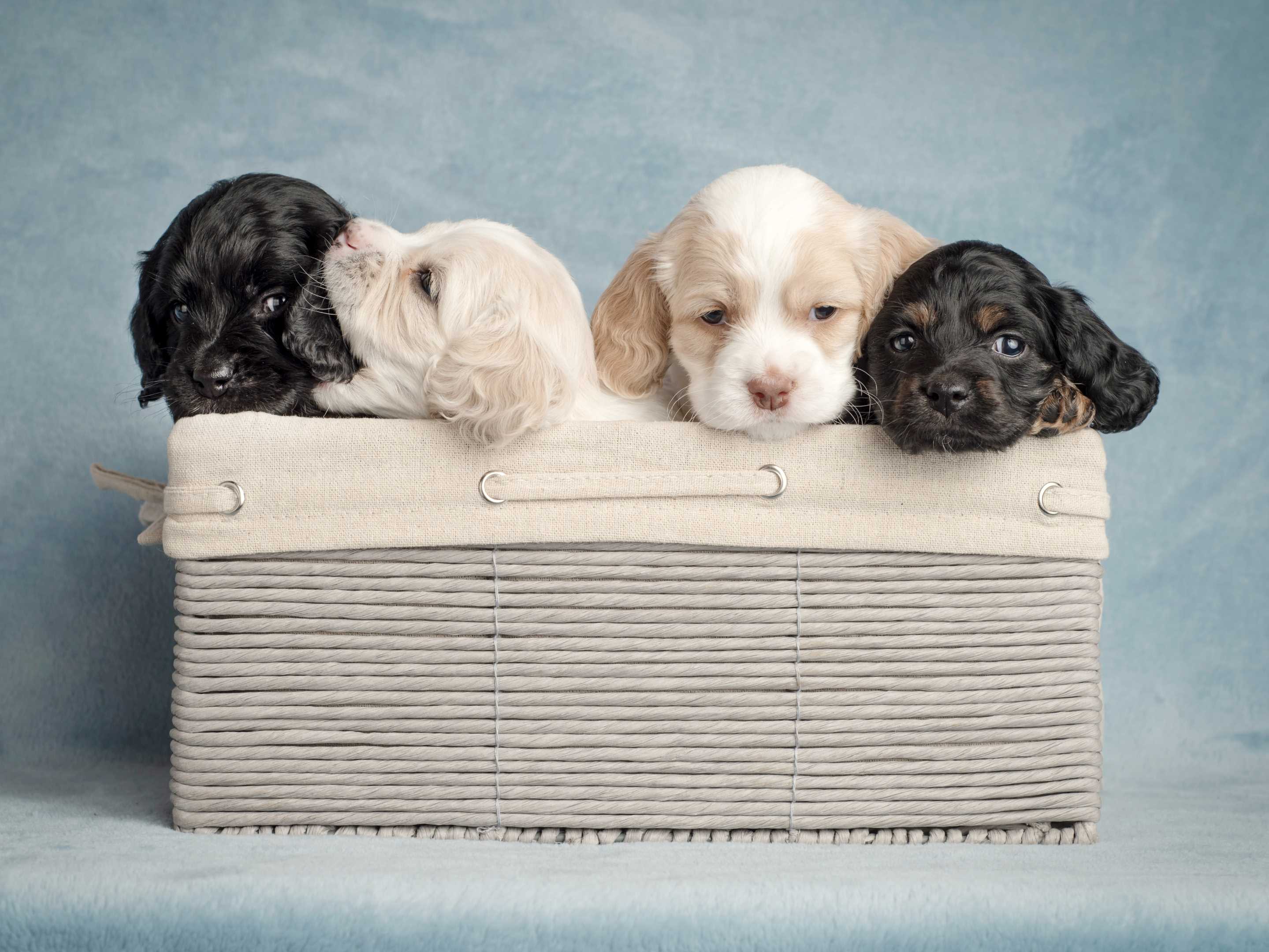 What Day is National Puppy Day? 10 Fun Ways to Celebrate It