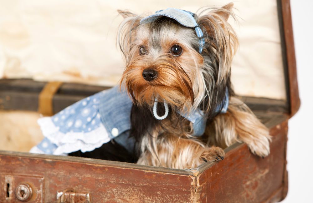 Vacationing with Your Pet: Tips for Small Dog Owners
