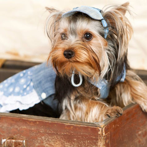 Vacationing with Your Pet: Tips for Small Dog Owners