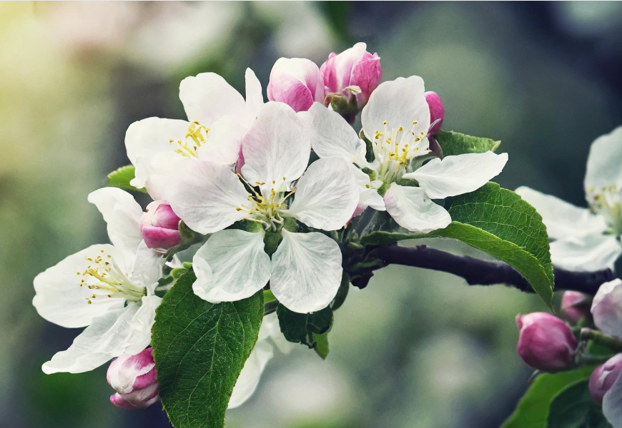 Thumbnail: Apple Blossom Essence