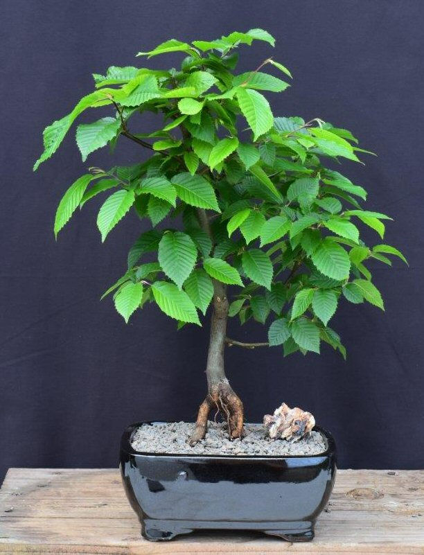 European Hornbeam Bonsai Tree - Large
