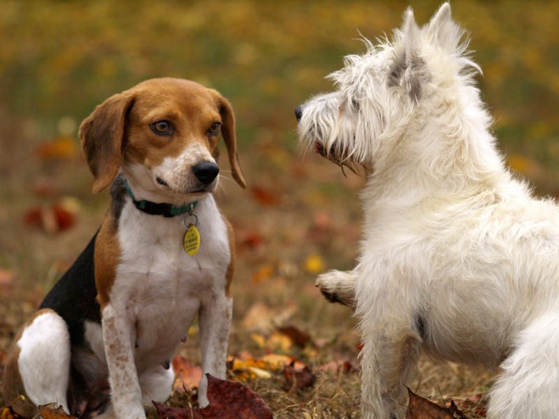 Reasons Why Your Dog's Socialization Is So Important