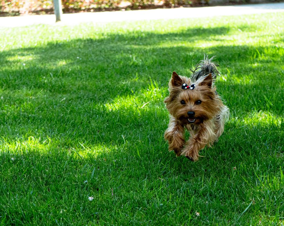 Maintaining a Dog-Friendly Yard with Professional Cleanup