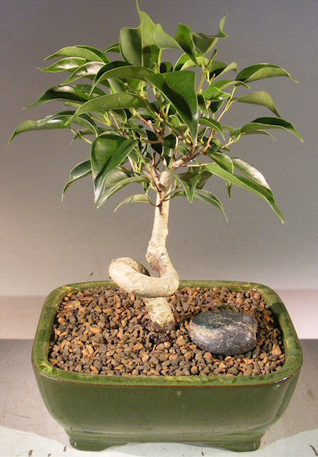Oriental Ficus Bonsai Tree - Small Trunk