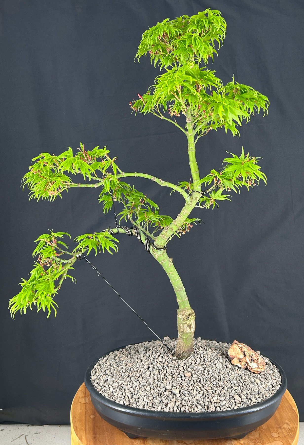 Trained Mikawa Yatsubusa Japanese Maple Bonsai Tree