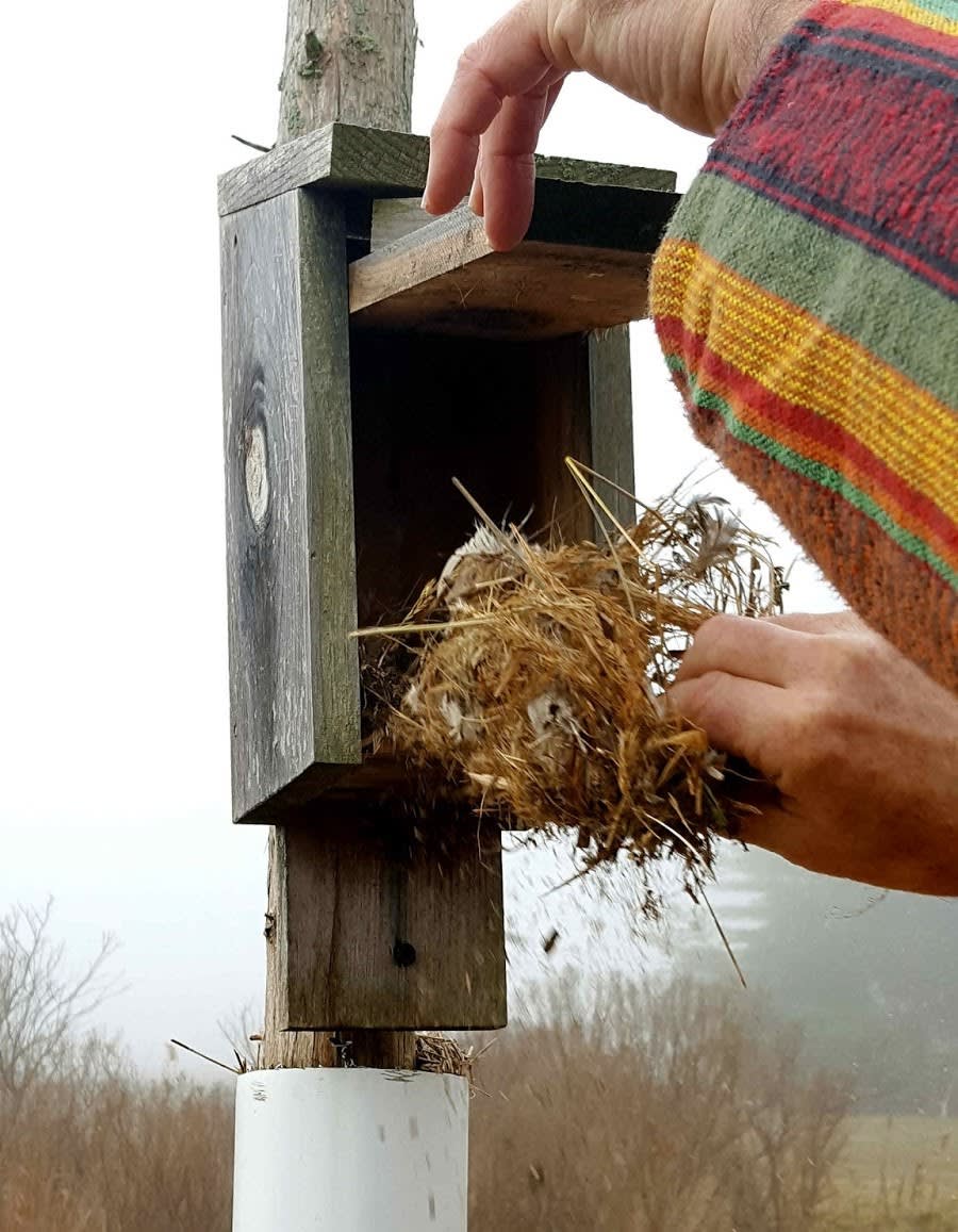 The Ultimate Guide to Maintaining Your Bluebird Nesting Box