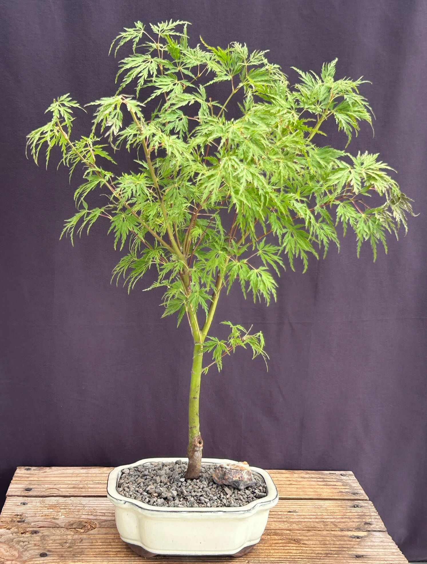 Seiryu Laceleaf Maple Bonsai Tree