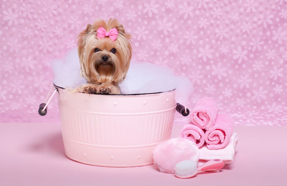 How to Make DogTok Videos That Will Wow Your Audience