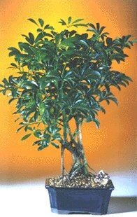 Hawaiian Umbrella Bonsai Tree Complete Starter Kit