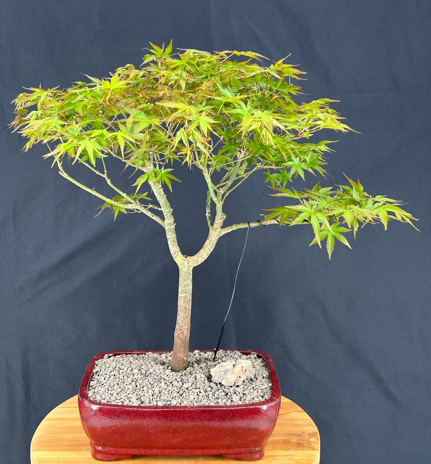 Trained Japanese Green Maple Bonsai Tree