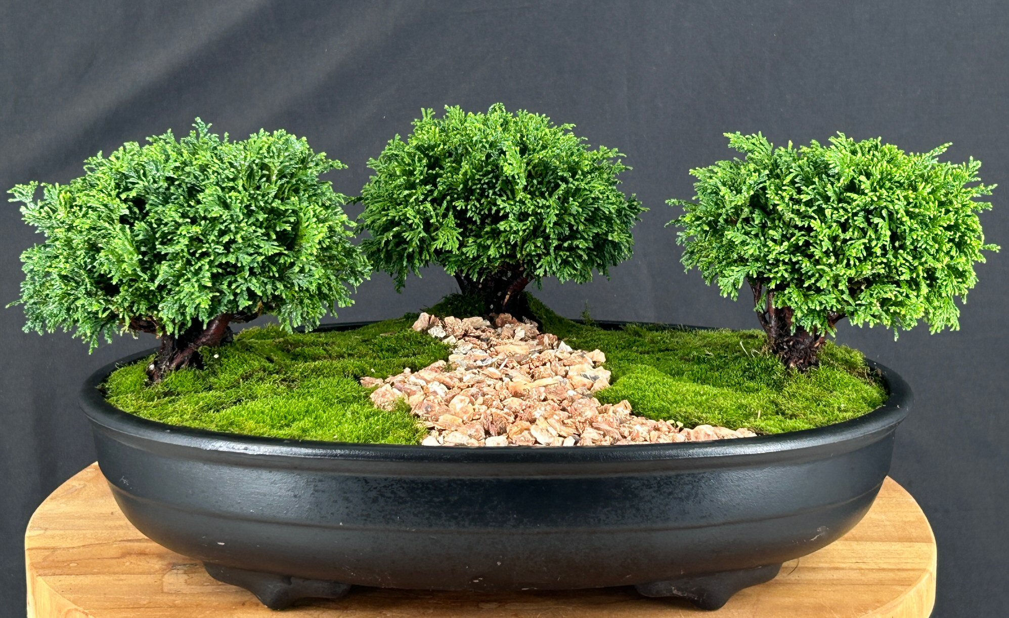 Tsukomo Cypress Bonsai Tree ThreeTree Forest Group