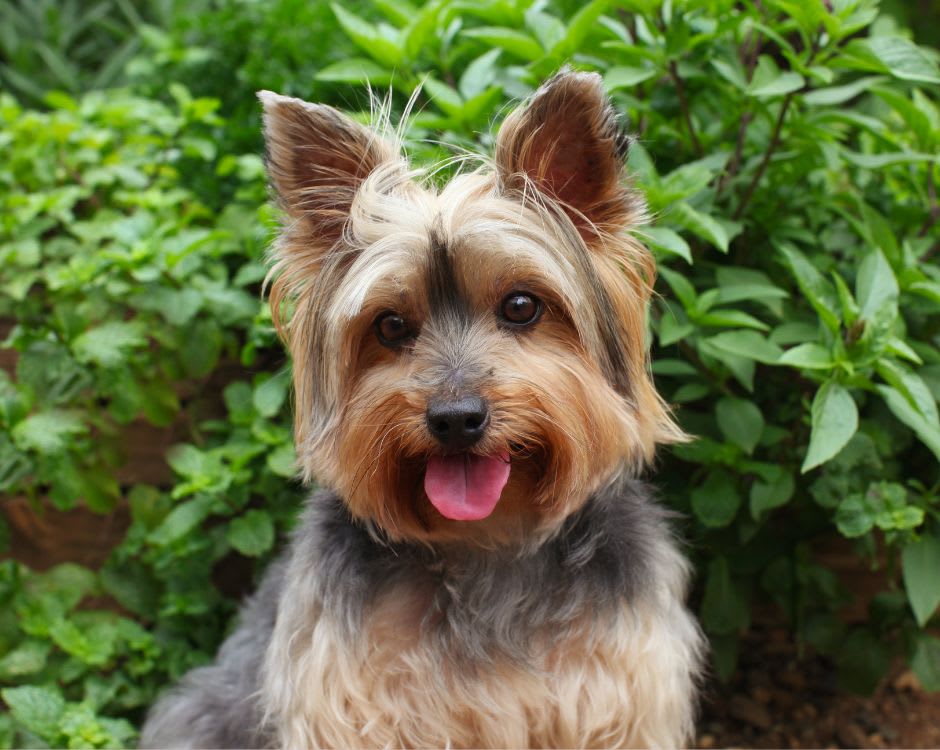 Discover the Mental Health Benefits of Dog Ownership