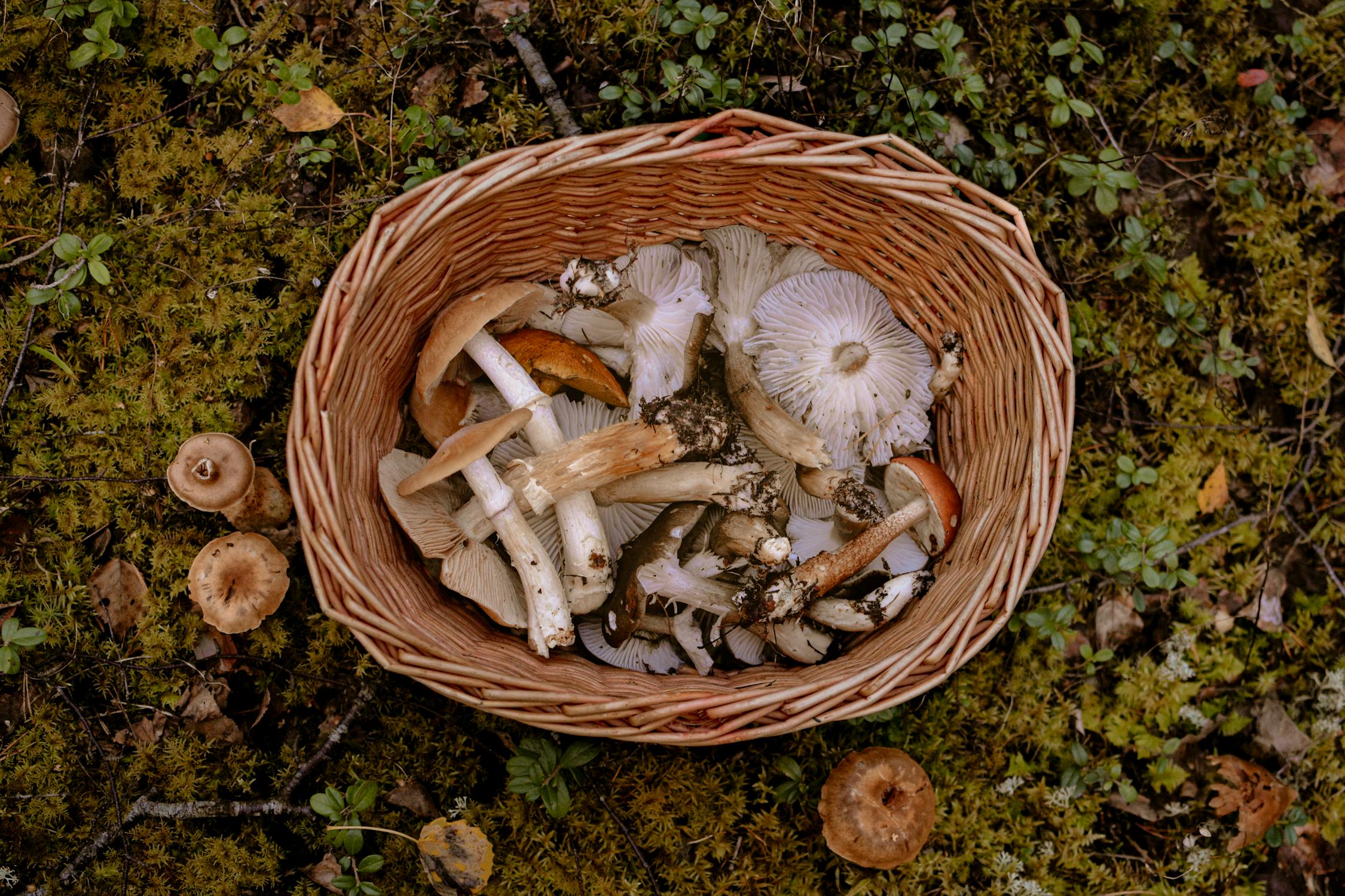 How to Teach Sustainability with Foraging & Observation