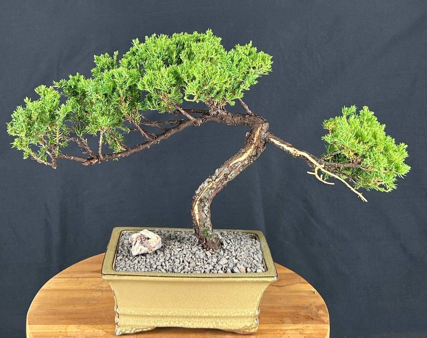 Juniper Bonsai Tree