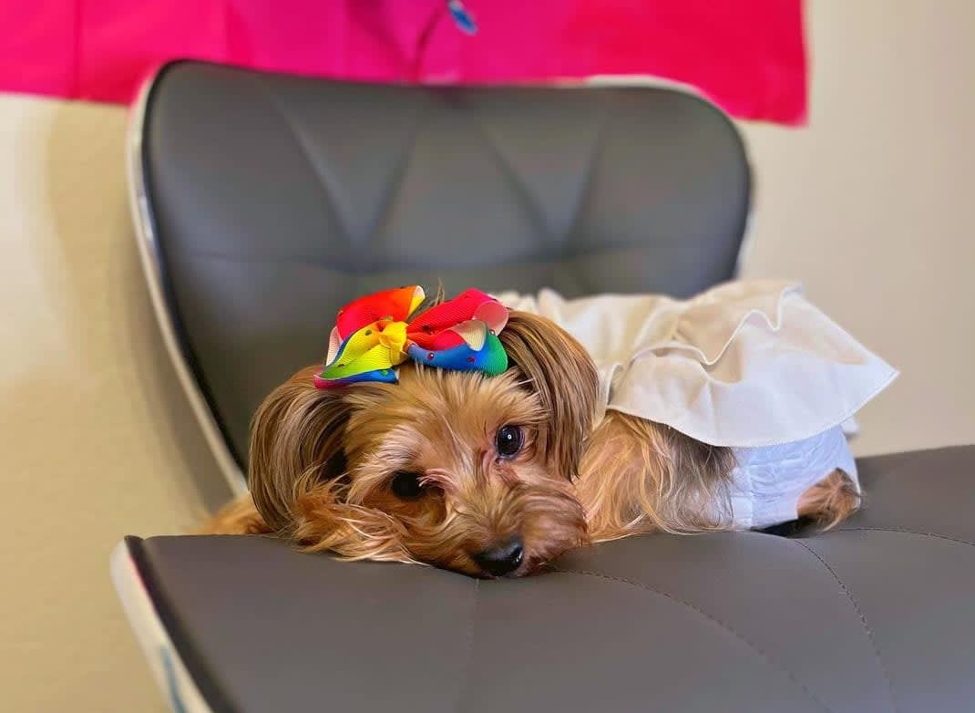 Preparing Your Home for a Yorkshire Puppy: Puppy-Proofing Tips