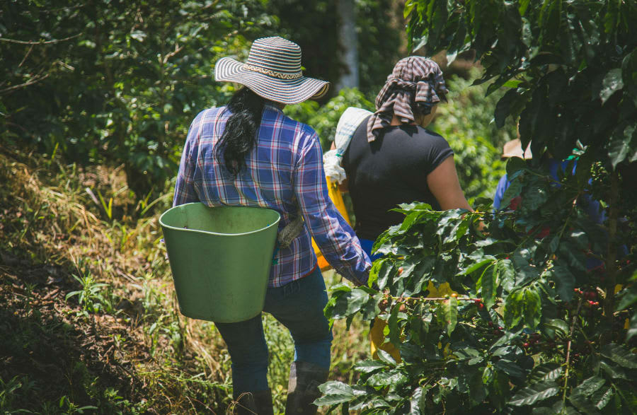 Where to Find Women-Led Mexican Coffee Farms in Berkeley