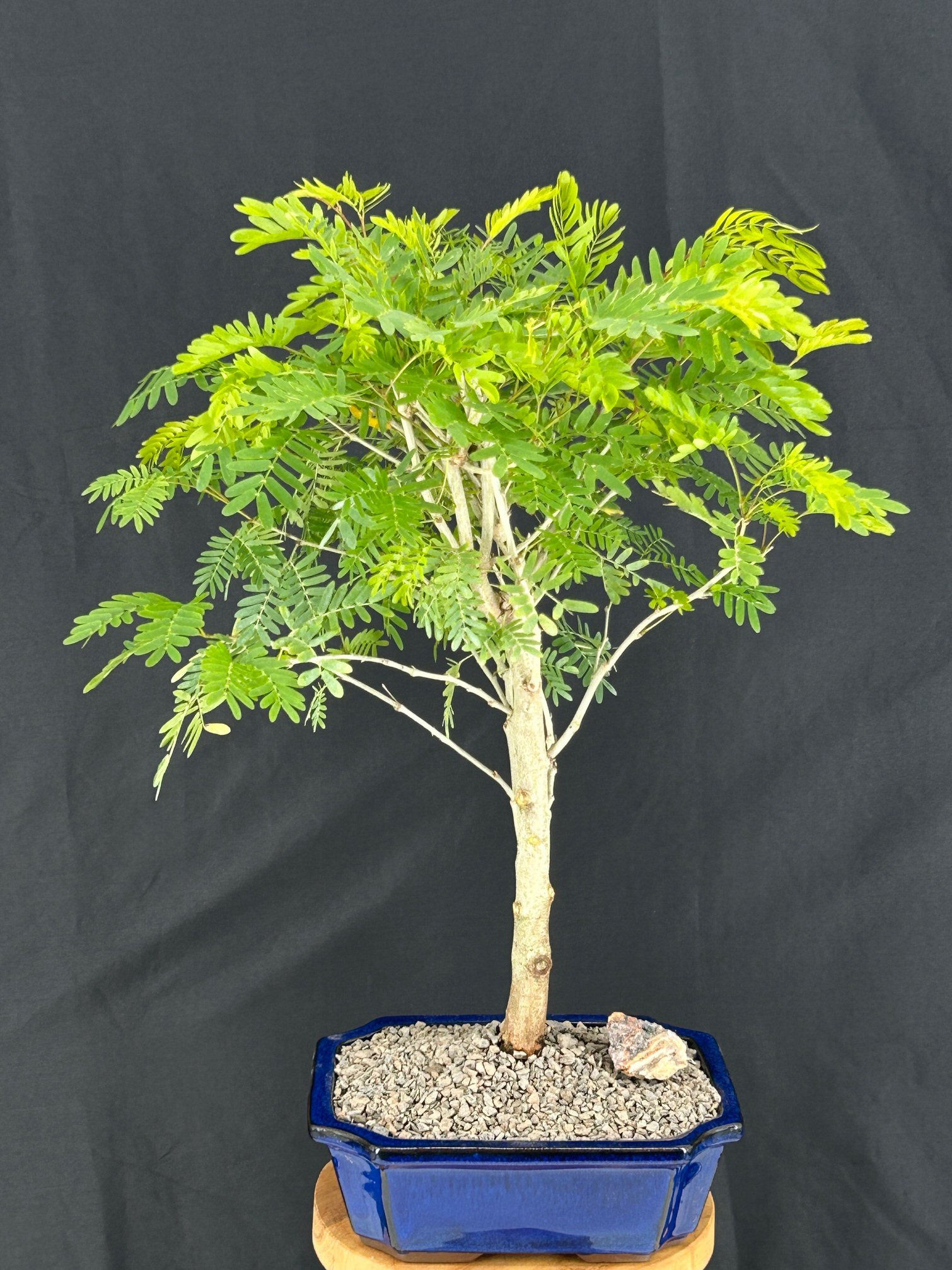 Flowering Pink / White Powder Puff Bonsai Tree