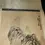 Thumbnail: Signed Japanese Hanging Scroll 14x54in