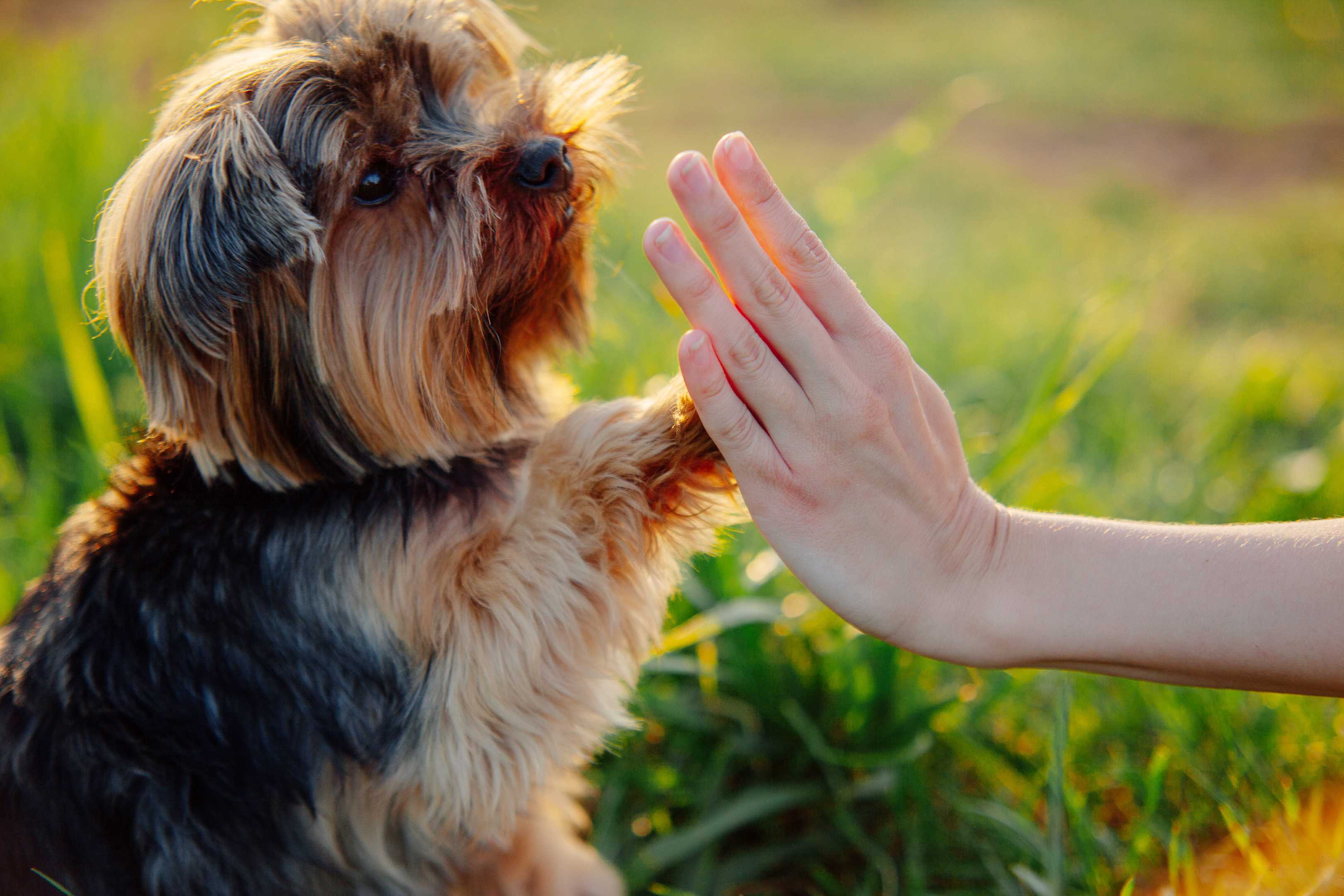 The Perfect Companion: Why Yorkies Are Ideal for Apartment or Condo Living