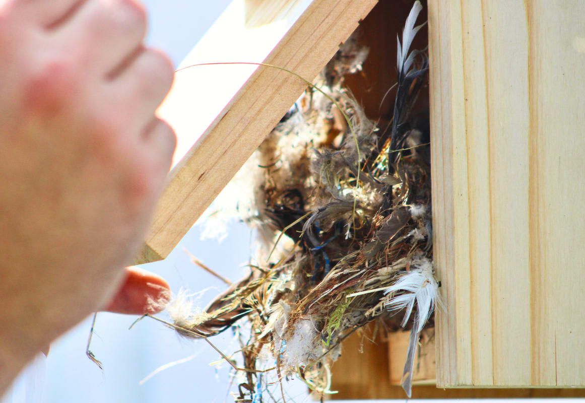 Tips for Keeping Your Bluebird House Clean and Safe
