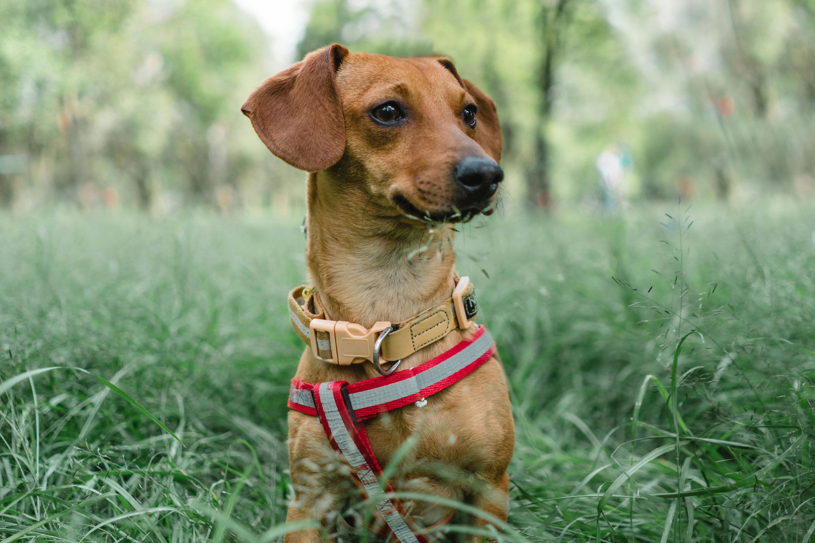 10 Fun Things to Do With Your Dog