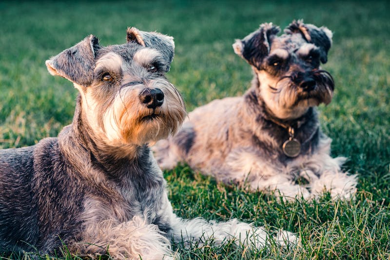 Guide to choosing the right puppy: tips for families