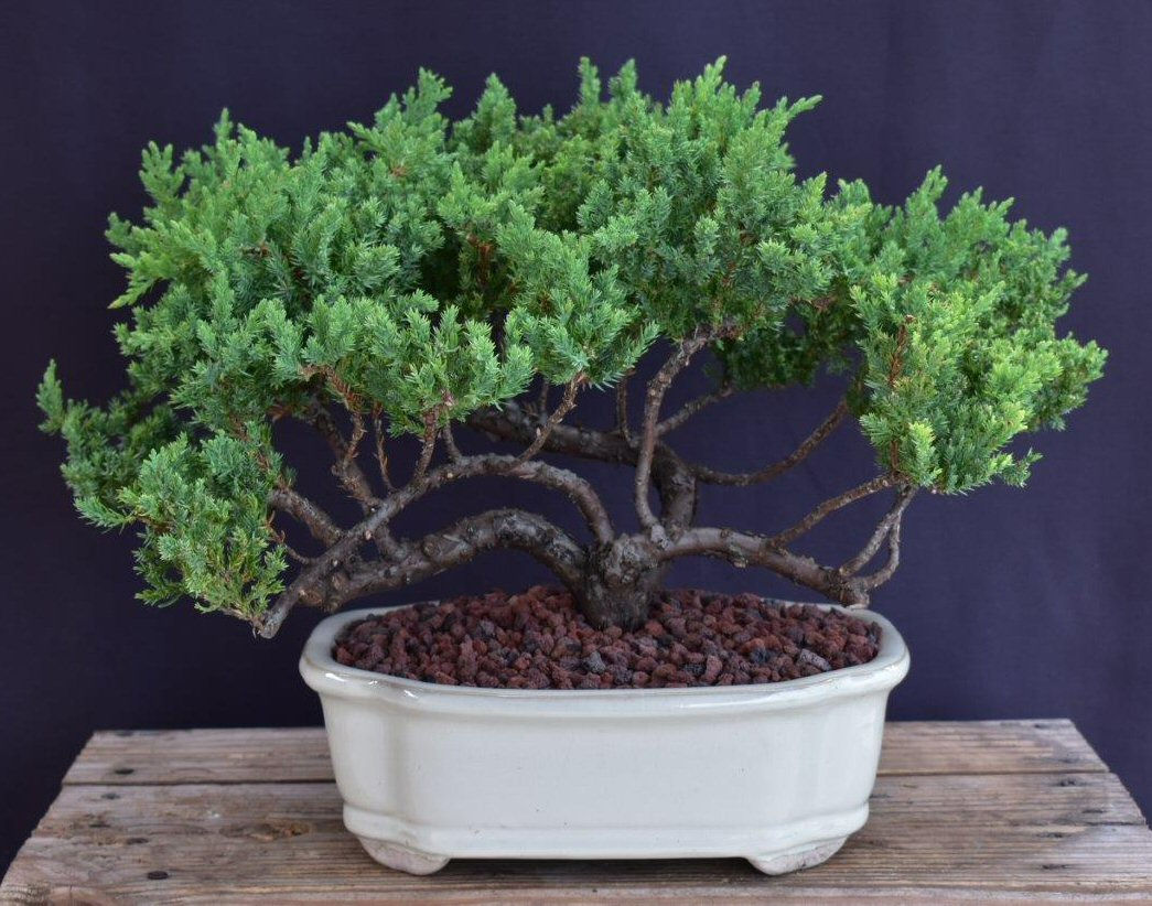 Juniper Bonsai Tree
