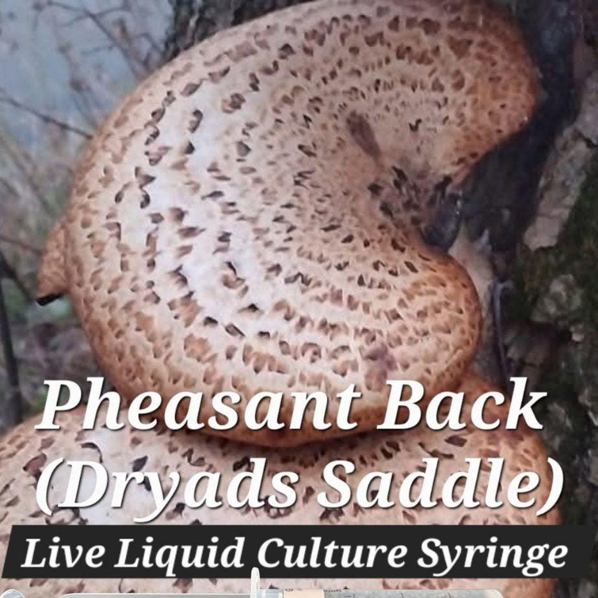 Pheasant Back Culture Syringe