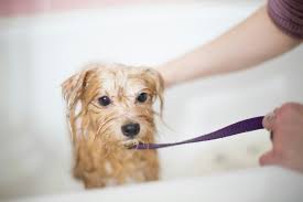 How to Groom Your Dog at Home: A Simple Guide