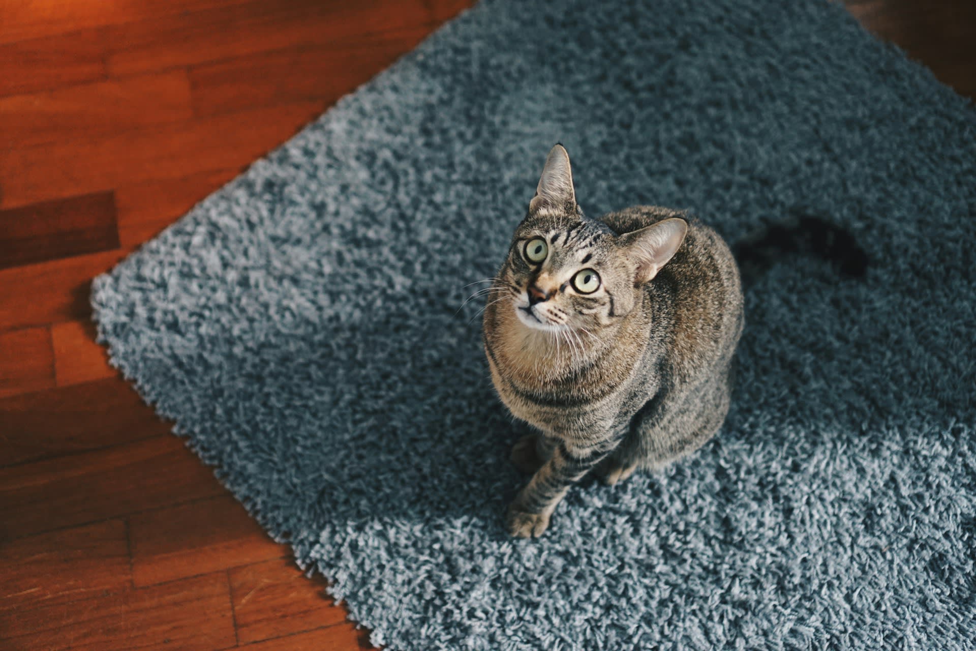 How Do You Remove Pet Odours From Carpets and Sofas?