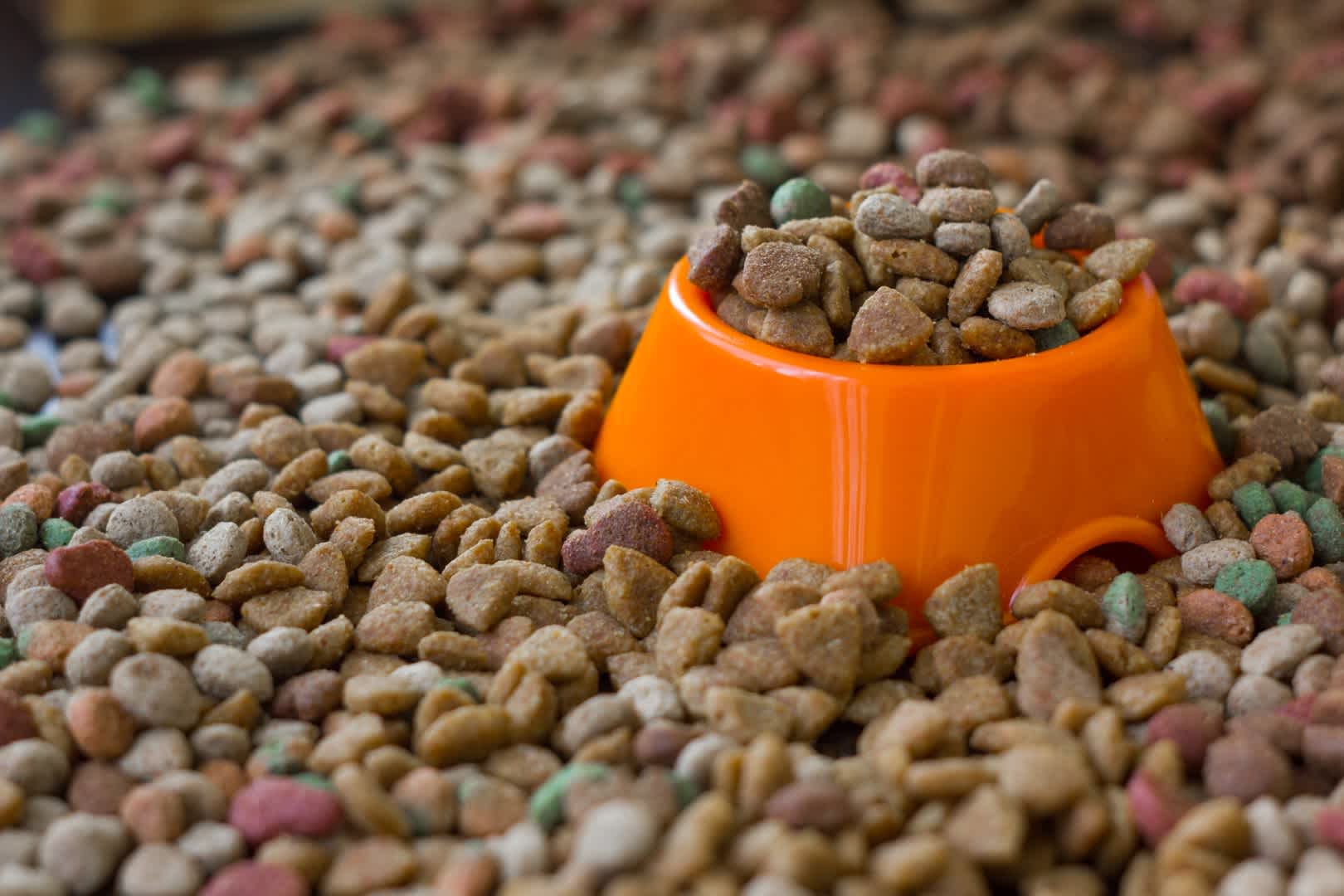 Yorkshire Terrier Nutrition: Choosing the Right Food for Your Puppy
