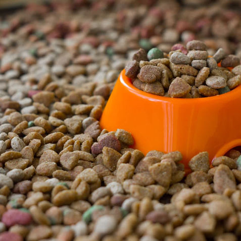 Yorkshire Terrier Nutrition: Choosing the Right Food for Your Puppy