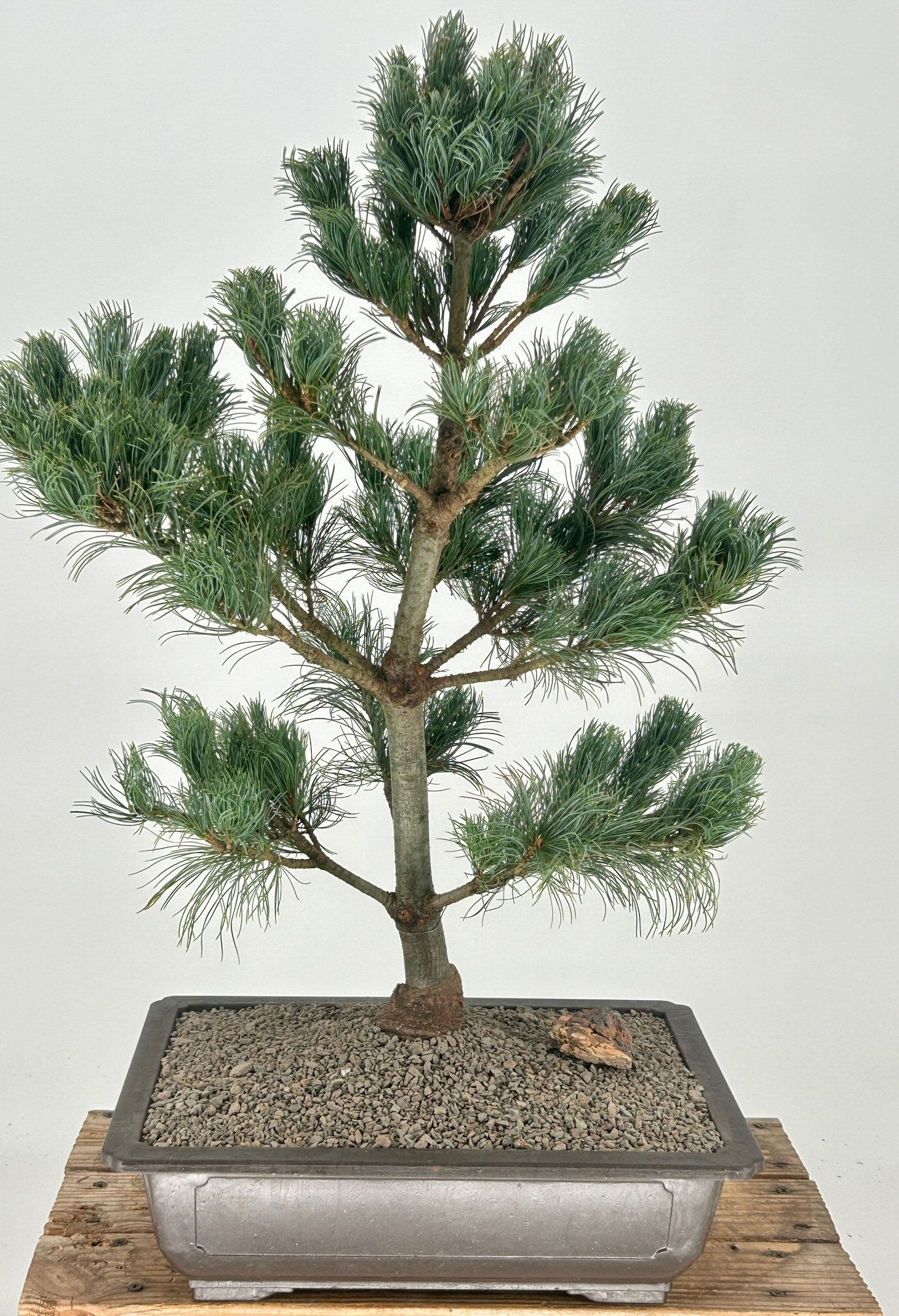 Japanese White Pine Bonsai Tree