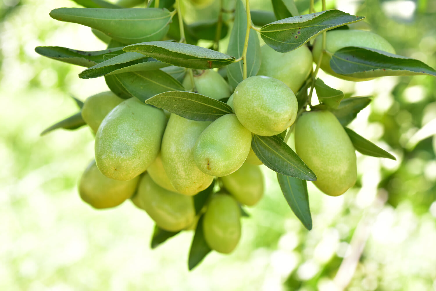Why Jojoba Oil Is So Powerful for Your Skin