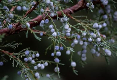 Juniper Berry (Wildcrafted)
