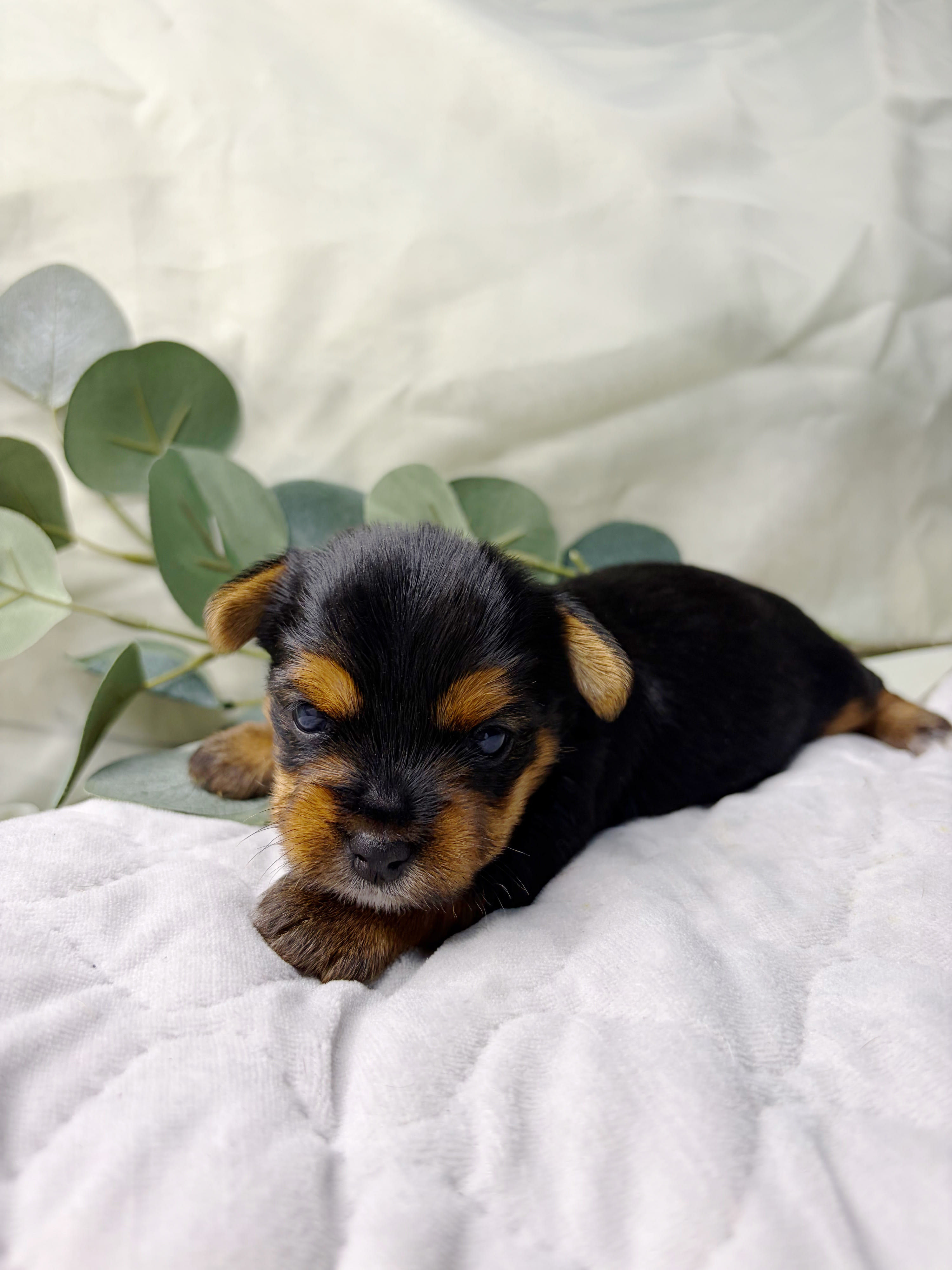 CHERRY - Available