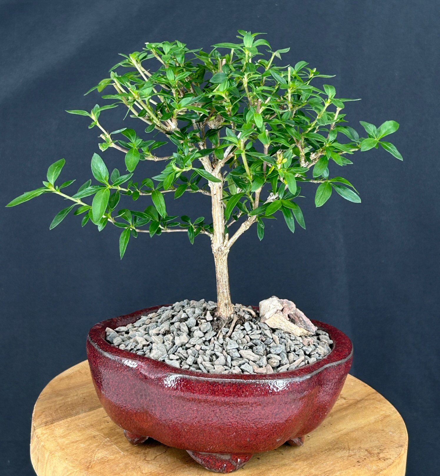 Chinese Flowering White Serissa - Small