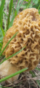 Thumbnail: Mushroom Liquid Culture Syringes 8 Pack
