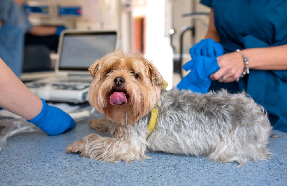 Protect Your Furry Friend: Importance of Dog Vaccines