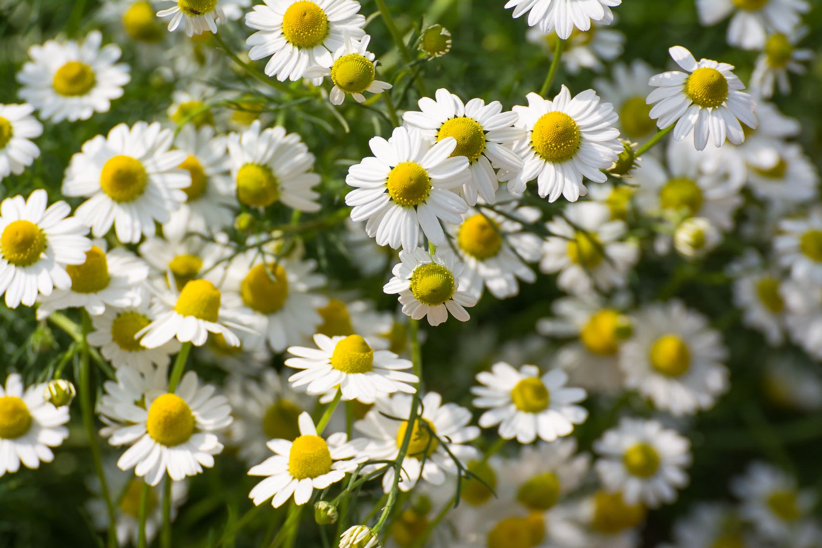 How to Use Honey Chamomile Vanilla Tea Scrub for Glowing Skin