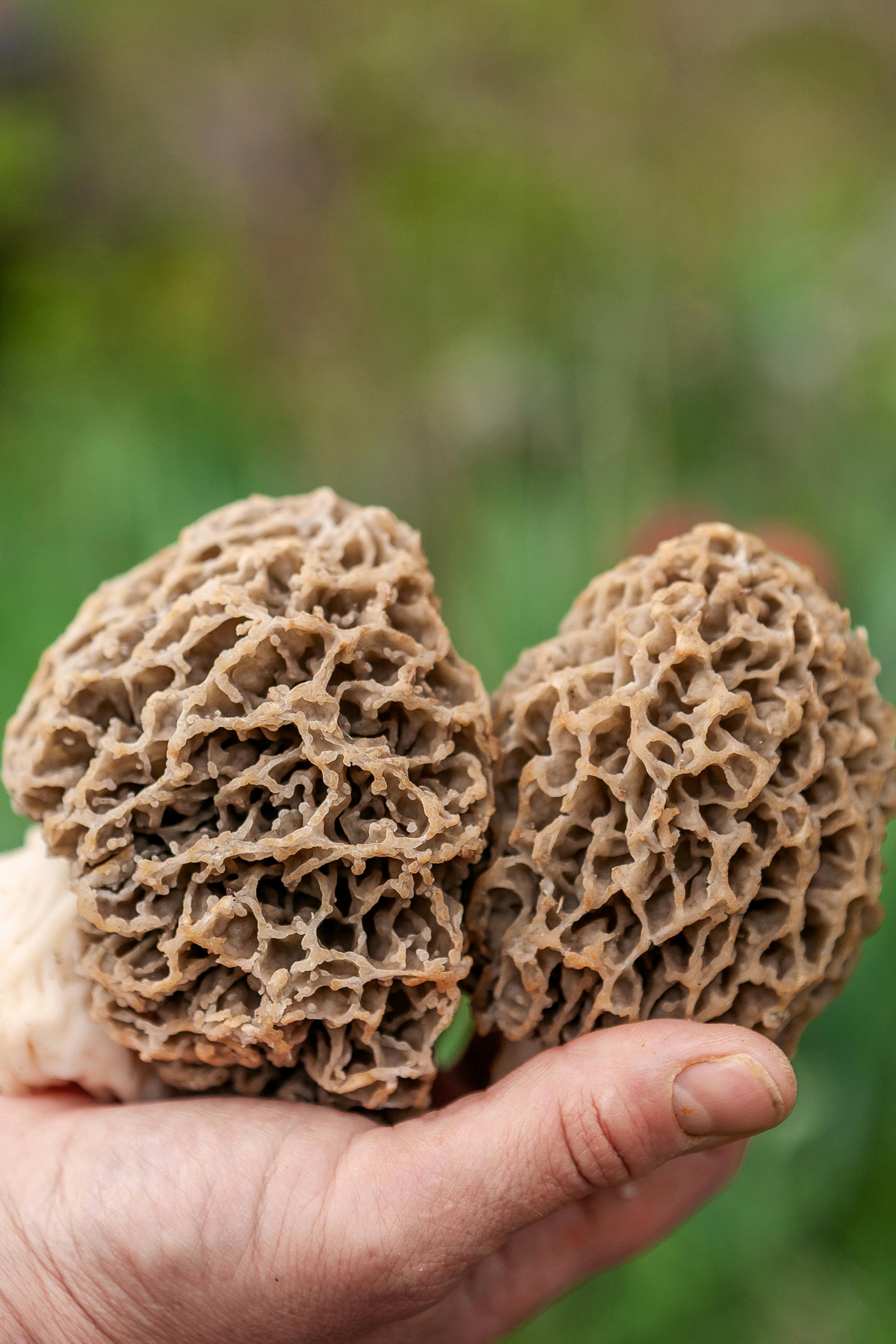 How to Forage for Morel Mushrooms Safely this Spring