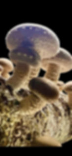 Thumbnail: Shiitake Liquid Culture 10ml Syringes