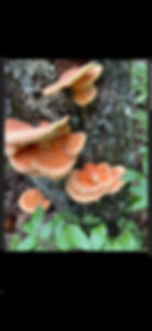 Thumbnail: Mushroom Liquid Culture Syringes 8 Pack